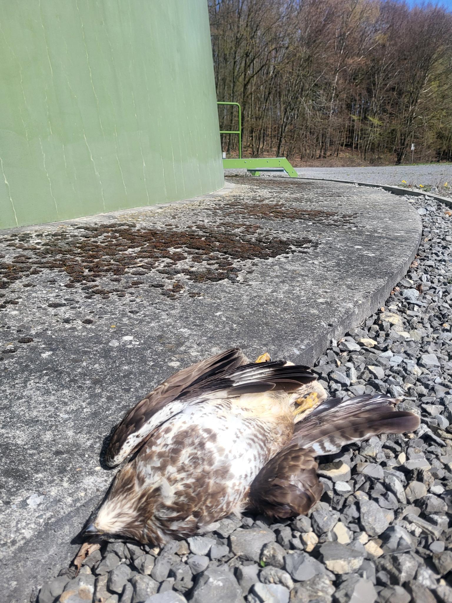 Schlagopfer Mäusebussard an J3