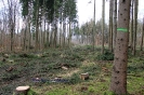 Fällungen in großem Stil_15