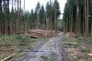 Fällungen in großem Stil_1