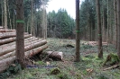 Fällungen in großem Stil_2