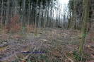 Fällungen in großem Stil_6